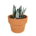 thumbnail image 1 of Echeveria Black Knight (4"+ Clay Pot) - Tiny, Lovely, Easy to Care Rosette Succulents - Live Succulents for Home Indoor Place, 1 of 9