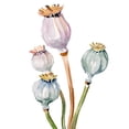thumbnail image 2 of Parker, Jennifer Paxton 20x24 White Modern Wood Framed Museum Art Print Titled - Watercolor Poppy Pods II, 2 of 4