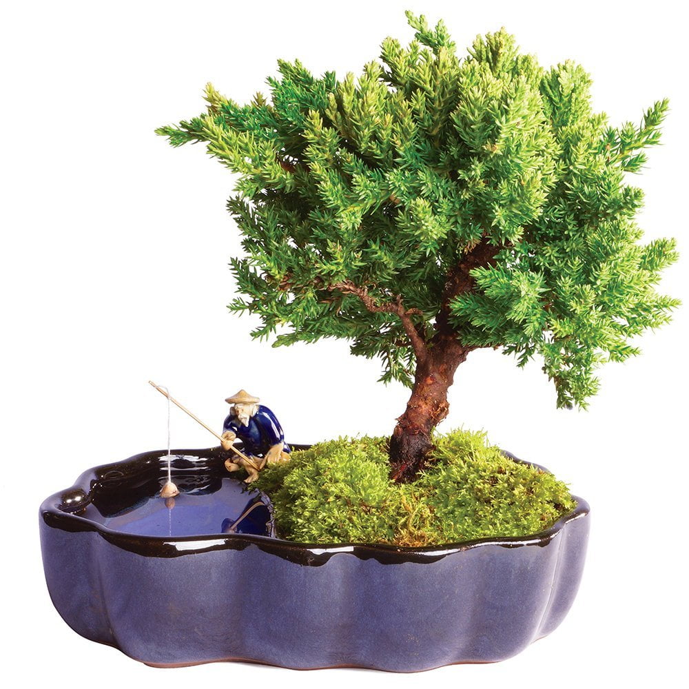 Brussel's Green Mound Juniper Bonsai in Zen Reflections Pot by Brussel's Bonsai