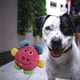 thumbnail image 3 of 2x Juguete Masticable Para Mascotas, Juguete Vocal Para Mascotas, Juguetes Interactivos Para Perros Chirriantes Gloria Juguetes chirriantes, 3 of 9