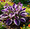E, variant on Elegant Hosta—Gentle Leaf Coloration—Brightens up dark garden corners——Year-Round ornamental appeal