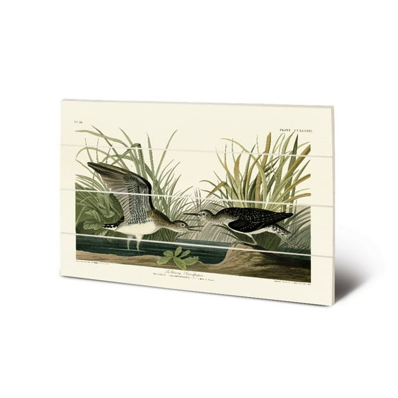 John James Audubon Solitary Sandpiper Wood Plaque