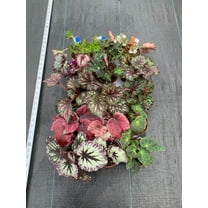 Begonia Rex-Assorted-Air Purifying Houseplant 6" Pot