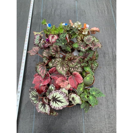 Begonia Rex-Assorted-Air Purifying Houseplant  6" Pot