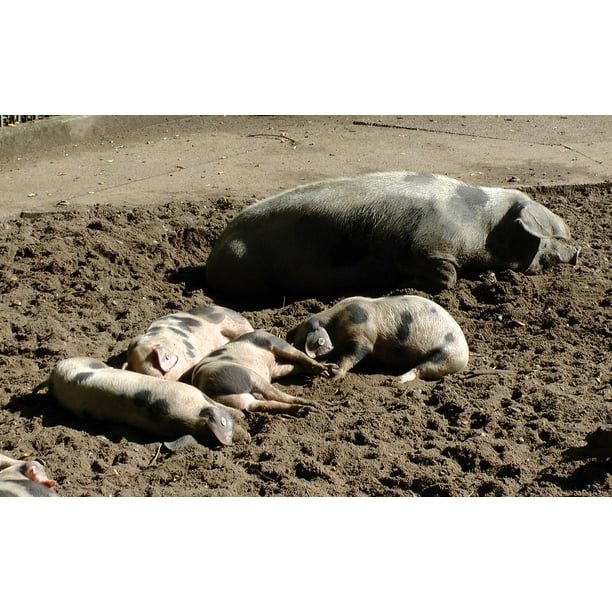 Piglet Bunte Bentheimer Pigs Sleep Sow Pigs 12 Inch By 18 Inch Laminated Poster With Bright Colors And Vivid Imagery Fits Perfectly In Many Attractive Frames Walmart Com Walmart Com
