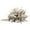 White Wash, variant on Vickerman 6" White Wash Star Pod, 1 piece, Dried