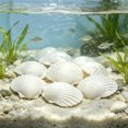 thumbnail image 5 of 10 Piece Mini Resin Seashells, DIY Seashell Decor for Beach Crafts Aquarium Layout Indoor Outdoor, Gift& Coastal Decor, 5 of 6