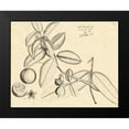 thumbnail image 2 of Von Drakenstein, H. 18x15 Black Modern Framed Museum Art Print Titled - Vintage Leaf Study III, 2 of 5