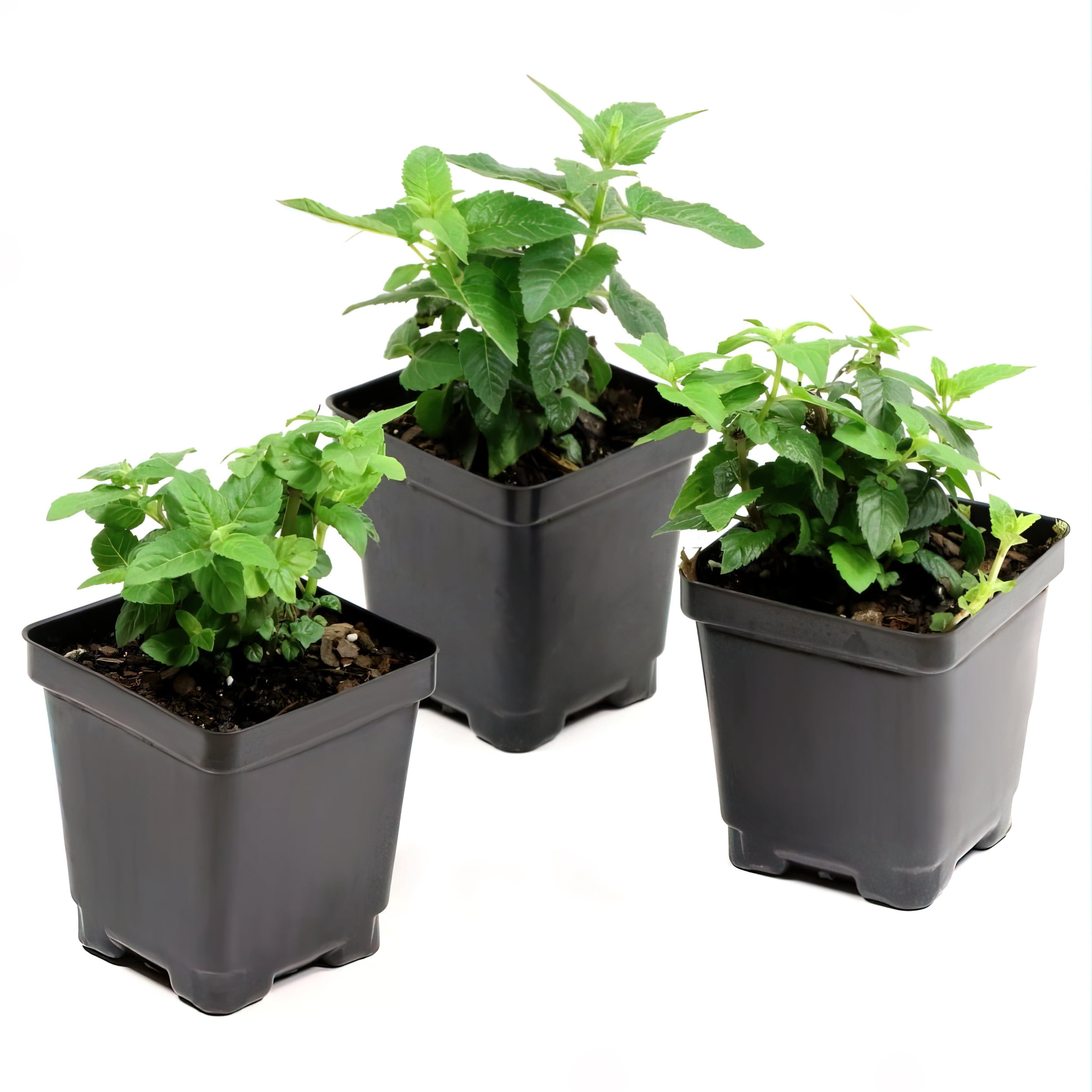 National Plant Network 3.25 in. Monarda Electric Pink Bee Balm Plant (3-Pack)