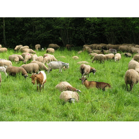 Canvas Print Goat Pasture Animal Eating Grass Sheep Farm Camp Stretched Canvas 10 x (Best Pasture Grass For Goats)