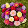 thumbnail image 4 of shiyou-- 100+ Aster Nain - Mélange de Fleurs, 4 of 4