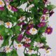 thumbnail image 5 of Flor artificial Daisy Vine Plantas decorativas Ratán Decoración para colgar en la pared Adornos para banquete de boda tholdsy JJ18308-05, 5 of 6
