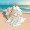thumbnail image 4 of Large Murex Conch Seashell White Spiky Real Ocean Shells Natural Beach Seashells Home Decor Candle Art Craft Sea Decoration, 4 of 4