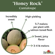 Burpee Organic Honey Rock Cantaloupe Vegetable, Annual Seed, Full Sun
