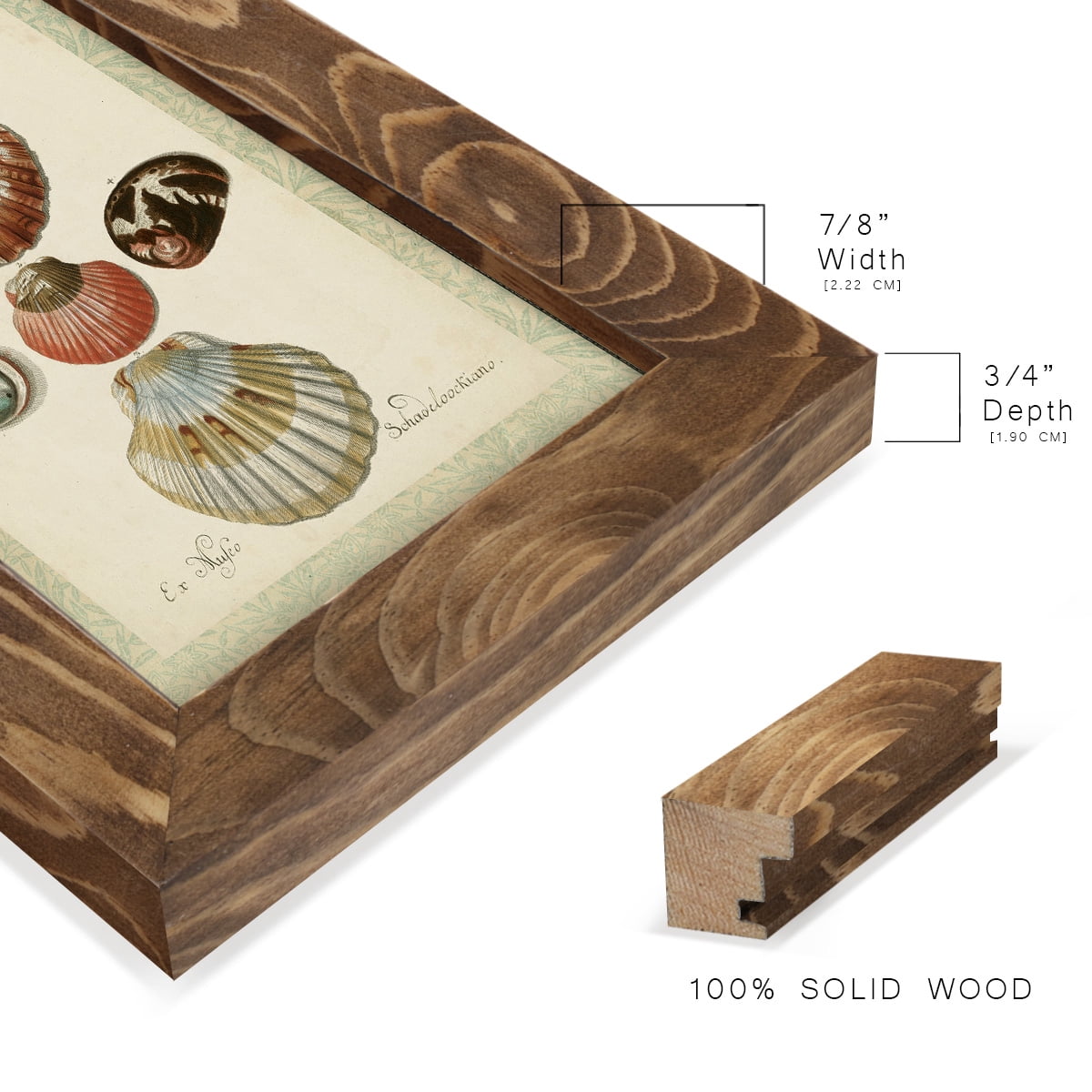 Bookplate Shells III - Framed Print w/glass - Walnut