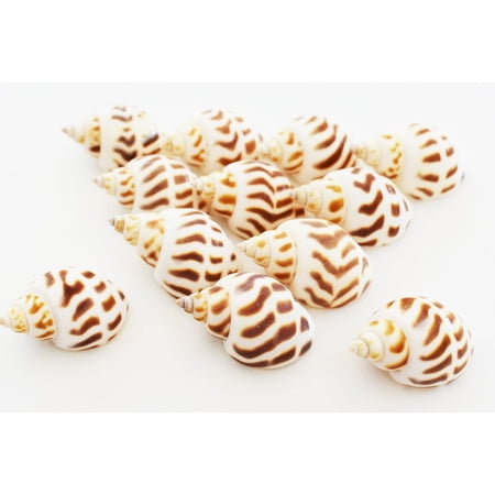 XIBUFE Set of 12 Babylonia Areolata Shells Seashells Hermit Crab Shells (1-1.5" / 25-37Mm) Beach Crafts Nautical Home Decor Hermit Crabs (Small)