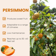 thumbnail image 2 of Live Persimmon Tree Plant in Quart Pot, 8 - 10 inches Tall, Sweet Persimmon Plant, Dormant, Cold Hardy Fruit Tree for Outdoor Growing, 2 of 8