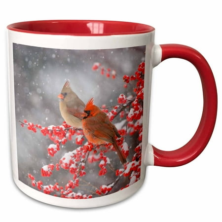 

3dRose Northern Cardinals in Common Winterberry bush Marion Co. IL - Two Tone Red Mug 11-ounce