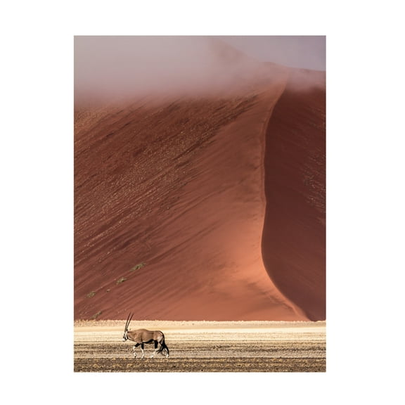 Canvas Wall Art - Marco Tagliarino 'In The Wild' Wall Art for Living Room, Bedroom, or Office D?cor by Trademark Fine Art - 14 x 19 Inches