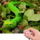 thumbnail image 5 of Serpiente falsa con Control remoto por infrarrojos para niños, juguete RC con truco de animales, 1 unidad, 5 of 14