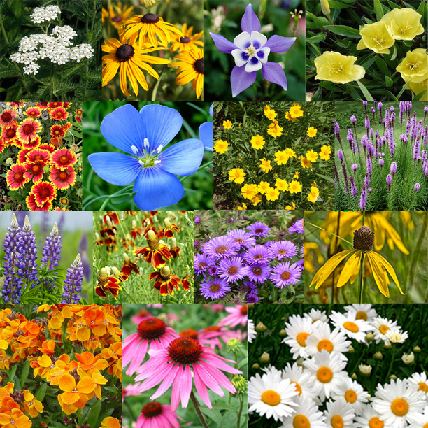 500+ All Perennial Flower Seed Mix 17 Flower Varieties