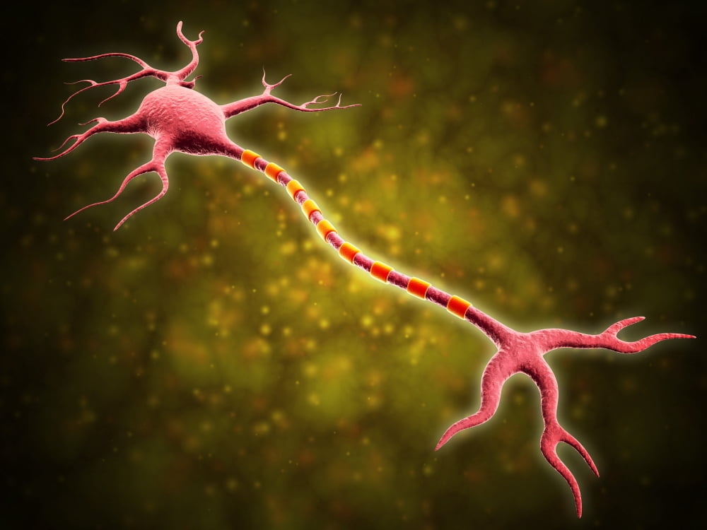 Microscopic view of a multipolar neuron Canvas Art - Stocktrek Images (33 x 25)