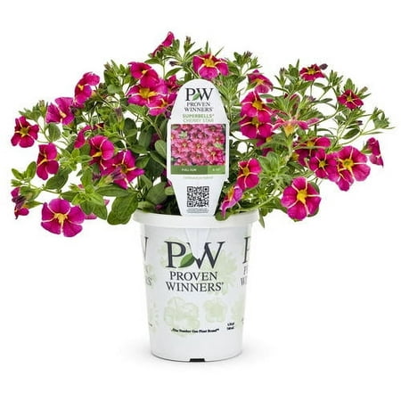 Proven Winners 4in Calibrachoa Cherry Star, Live Plants Full Sun