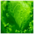 thumbnail image 5 of Everwilde Farms - 1000 Arianna Batavian Lettuce Seeds - Gold Vault Jumbo Bulk Seed Packet, 5 of 5