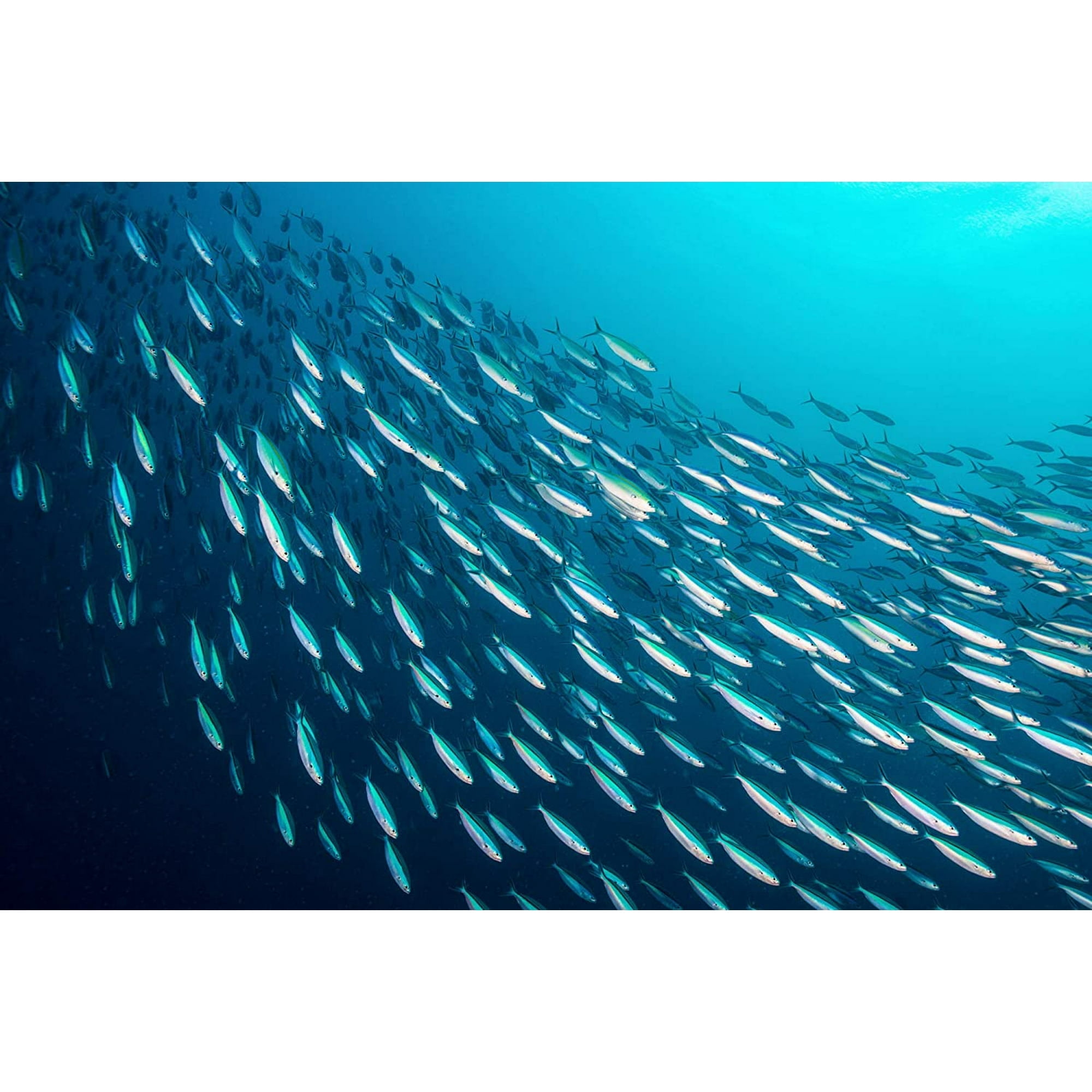 Season Wild Caught Brisling Sardines in Water - High Protein, Low Calories, Omega-3, Sustainable Seafood - 12 Pack, 3.75 Oz