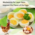 thumbnail image 4 of hatortpet Gusanos de la harina deshidratados 9 kg alimento rico en proteína para gallinas, 4 of 6