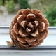 thumbnail image 2 of Paquete a granel de madera natural YEXPRESS de piña, paquete de 24, 2 of 8