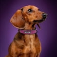 thumbnail image 5 of Pet Artist PU Leather Personalized Dog Collar Soft Padded Custom ID Nameplate Number Engraved S-2XL, 5 of 14