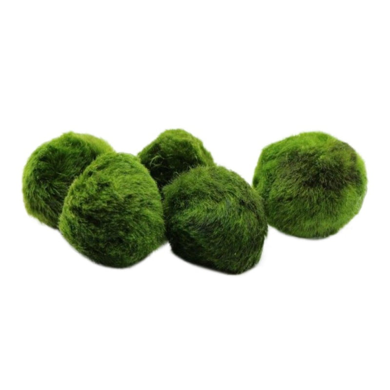 5 Pack Marimo Moss Balls Small/Nano Aquarium Ball Set. Unique Decor