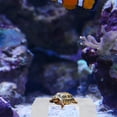 thumbnail image 4 of LOLIPPYY Rampe d'Escalade Flottante pour Geckos Matériau ABS 1ensemble, 4 of 8