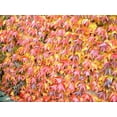 thumbnail image 4 of 10 Seeds BOSTON IVY Wall Ivy Parthenocissus Tricuspidata Veitchii Flower Vine, 4 of 5