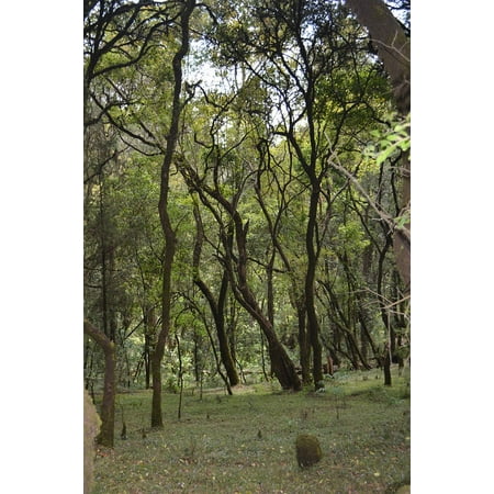 Ethiopian Wood - Canvas Print Trees Landscape Forest Natural Ethiopia Woods Stretched Canvas 10 x 14