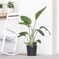 thumbnail image 5 of United Nursery Live White Bird of Paradise Plant 26-32 inches Tall in 9.25-inch Grower Pot, 5 of 8