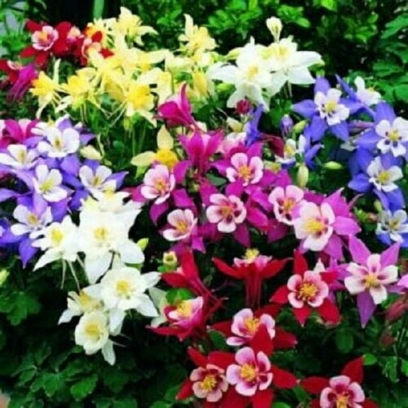 Generic 50 Aquilegia Columbine Seeds Flower Perennial Flowers Seed Bloom Perennial Flower Garden Seed Flowers Seed Flower