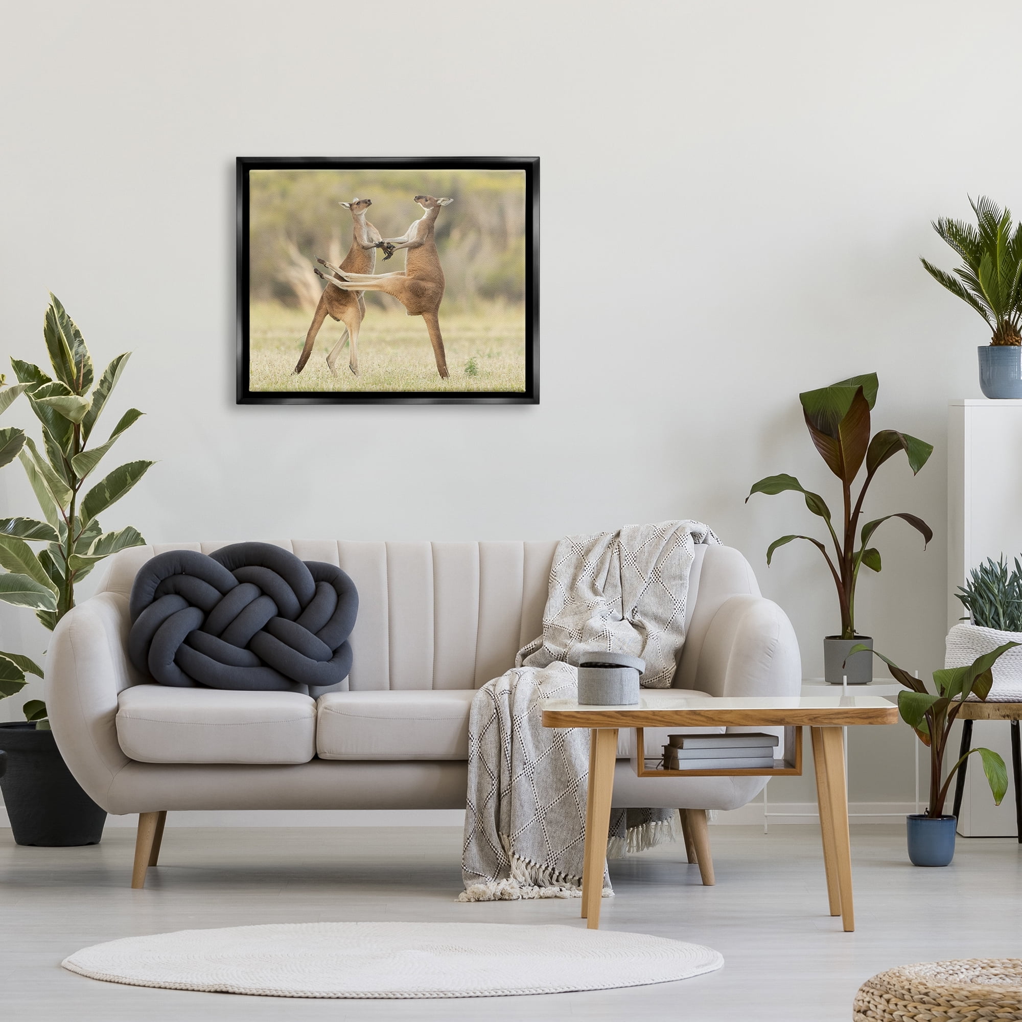 Stupell Industries Kangaroo Duo Photography Animals & Insects Photography Black Floater Framed Canvas Art Print Wall Art, 31 x 25