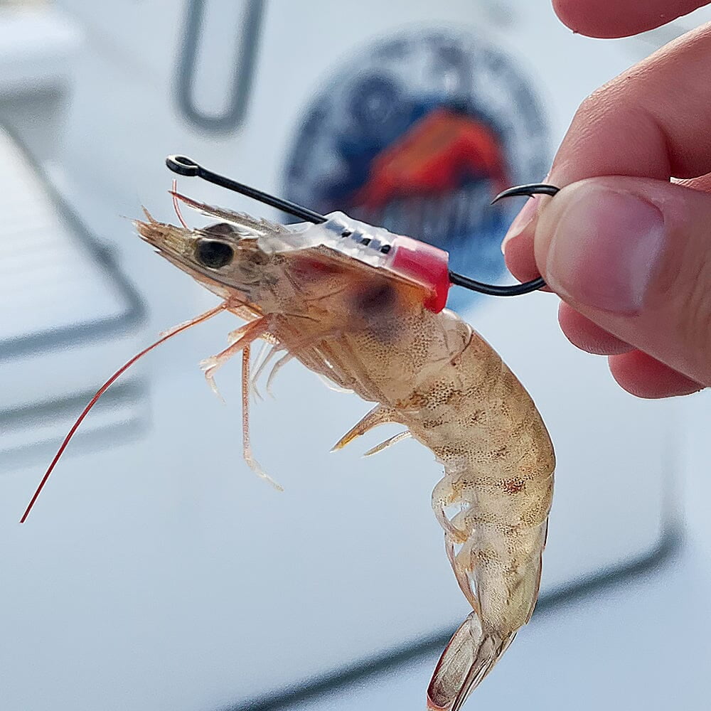 (2 pack) Shrimp Walker Live Shrimp Holder Hook - Single Saltwater Hook