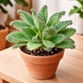 thumbnail image 2 of 4 Mother of Thousands Live Plants - Kalanchoe daigremontiana - Mexican Hat Plant, Succulent Live Plants - Great Indoor Plant (4 Pack of Plants), 2 of 7