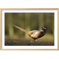 thumbnail image 2 of A Male Pheasant, Animals Scenic Framed Art Print Wall Art by Duncan Shaw Sold by Art.Com, 2 of 6