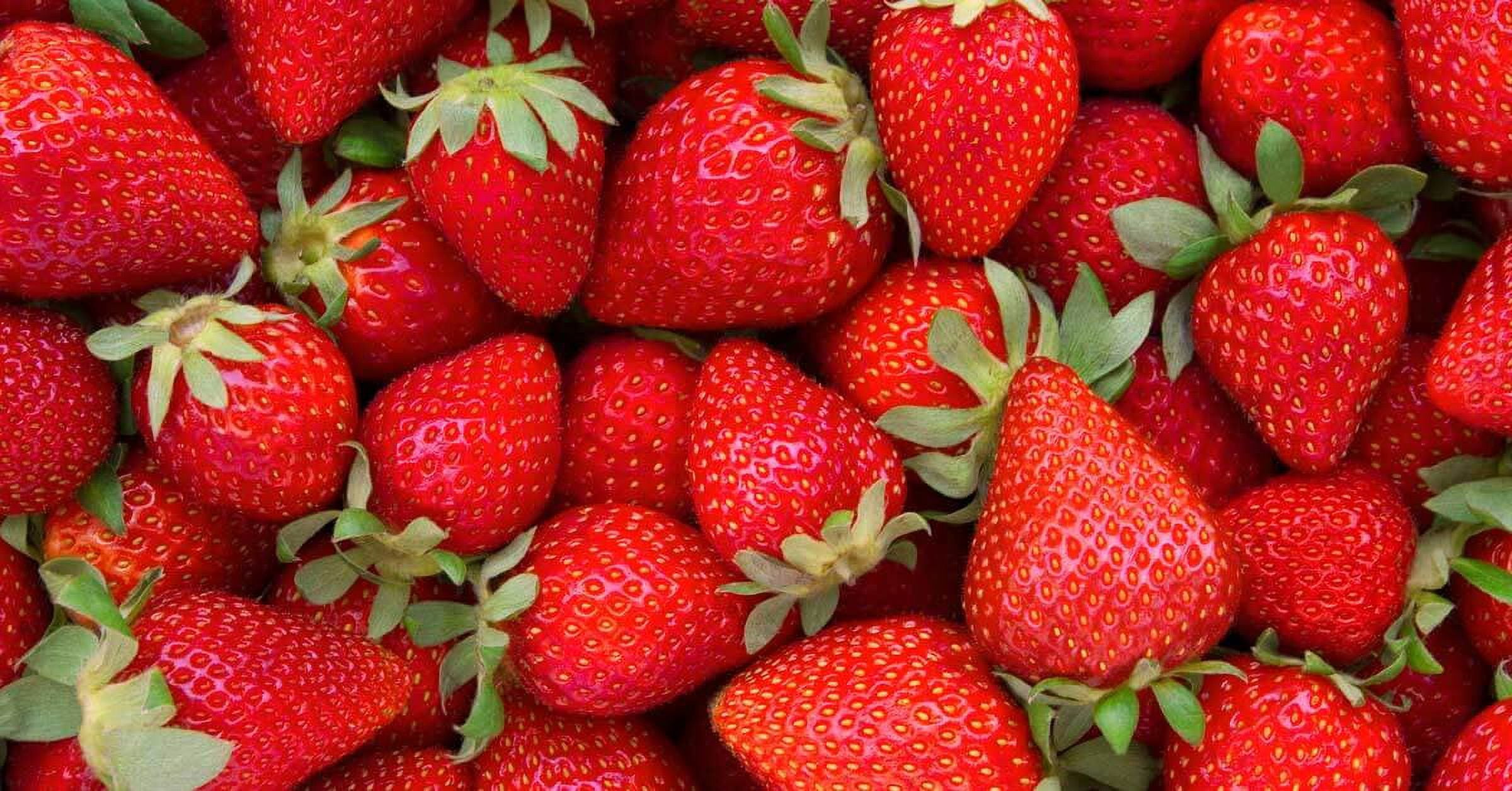 Fresh Hydroponic Grown Strawberries, 1 lb Container