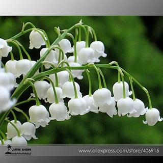 QAUZUY Garden 100 Lily of The Valley Seeds, Blue May Bells, Our Lady's Tears, Mary's Tears, Muguet, Glovewort, Apollinaris Seeds - Fragrant Perennial