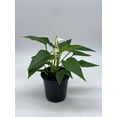 thumbnail image 2 of Florida House Plants Anthurium White Live Plants in 4" Pot, 2 of 9