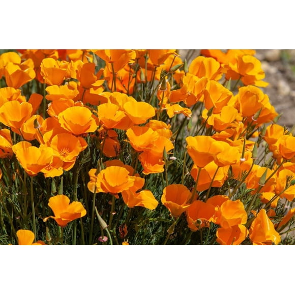 HJADGG 100 Seeds California Orange Poppy Flower Seeds Eschscholzia Californica Non-Hybrid, Open-Pollinated, Suited for