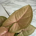 thumbnail image 3 of Syngonium Regina Red, 4" Plant, The Plant Farm, 3 of 5