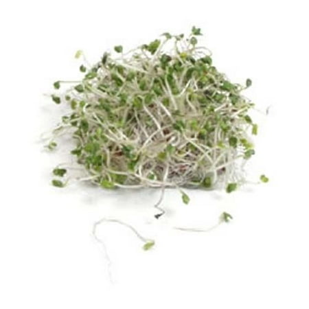 Sprouting Broccoli Dicicco Great Heirloom Vegetable 500 (Best Way To Grow Broccoli Sprouts)