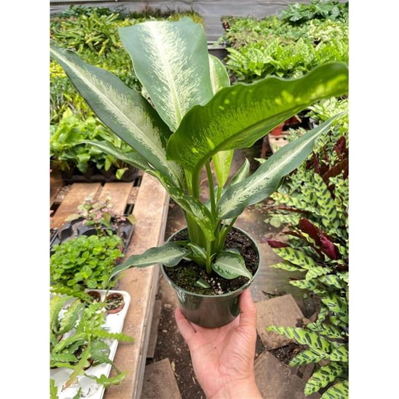 House Plant Dropship 6-DIEFFENBACHIA-PANTHER 6 in. Pot Dieffenbachia Panther Plant