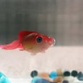 thumbnail image 2 of Antqov Aquarium Fish Tank Landscaping Decor Glowing Effect Ornament, 2 of 2